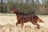 SETTER IRLANDAIS 405